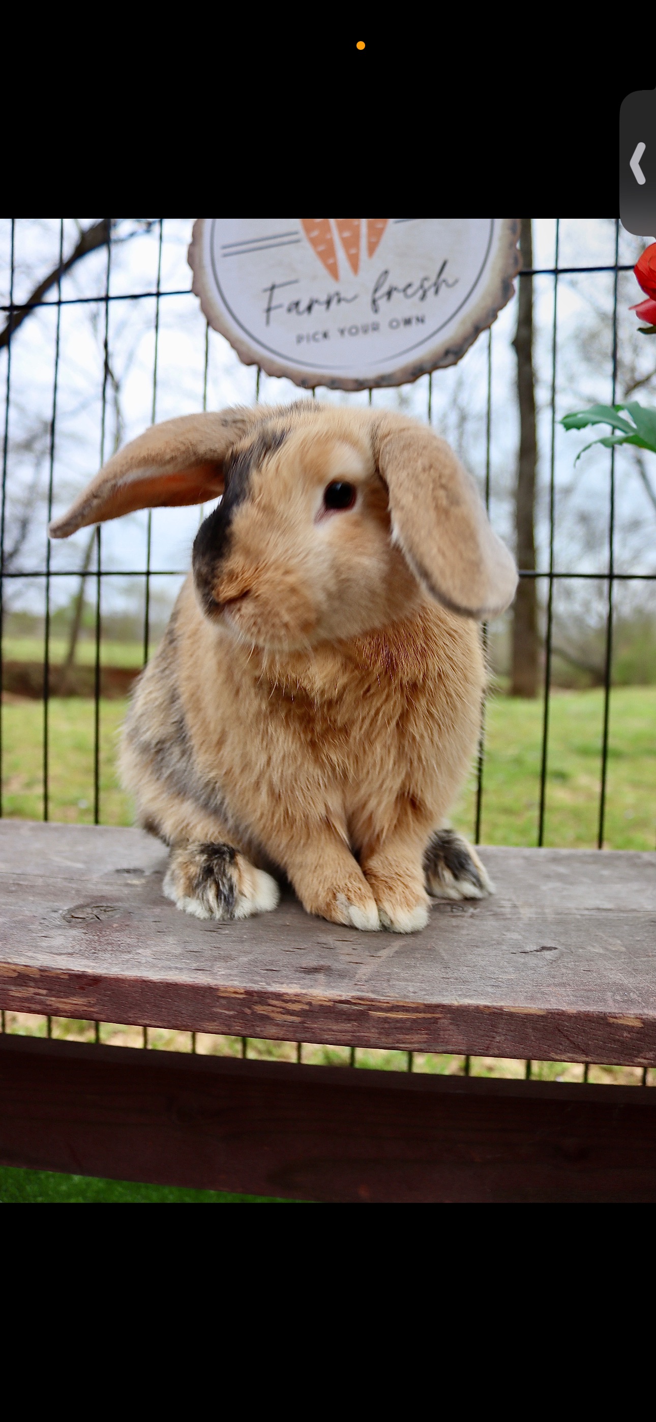 Rabbit Sales in Columbus MS | Tri-State Livestock LLC